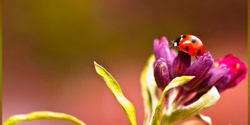 7015157331_4ff9f7772a_b